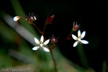 Starry Saxifrage